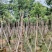 紫花风铃木嫁接绣球8-12公分出售，基地直销