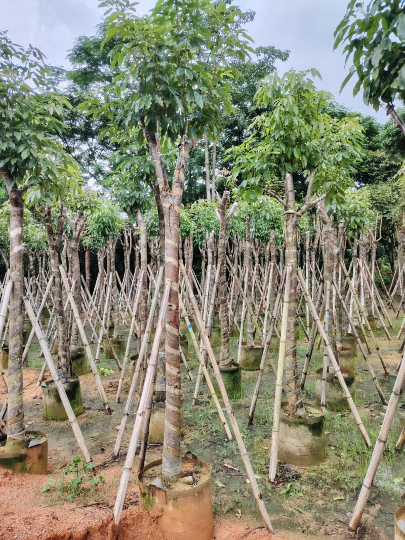 紫花风铃木嫁接绣球8-12公分出售，基地直销