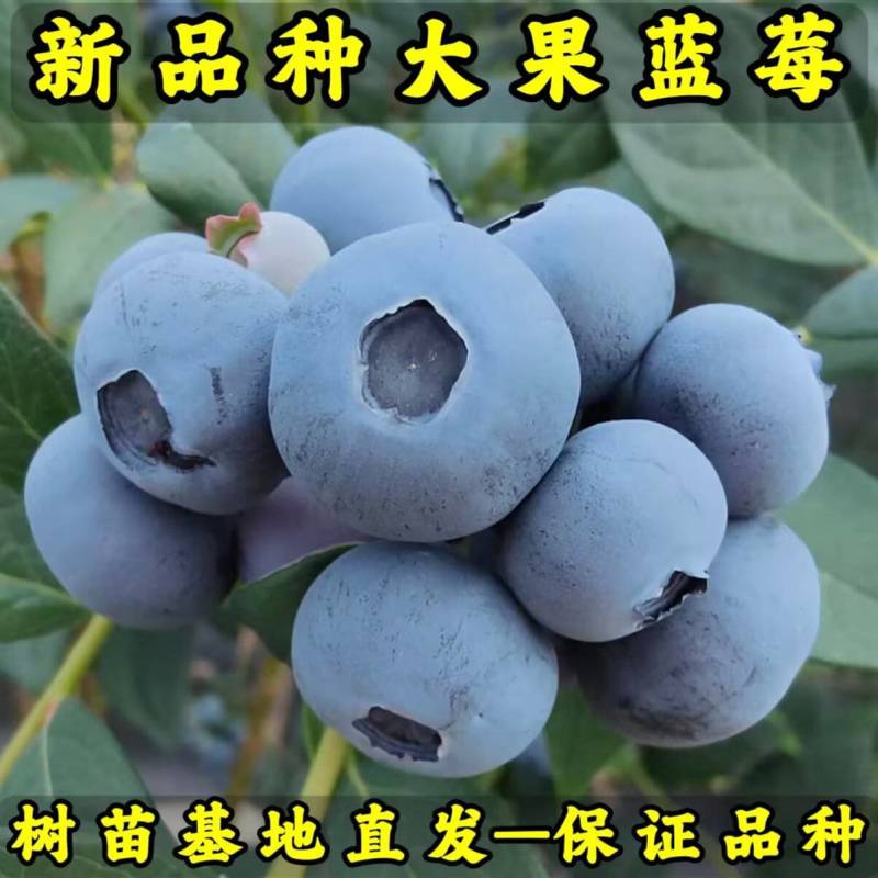 新品种大果蓝莓苗北陆-薄雾-绿宝石品种纯真基地直发