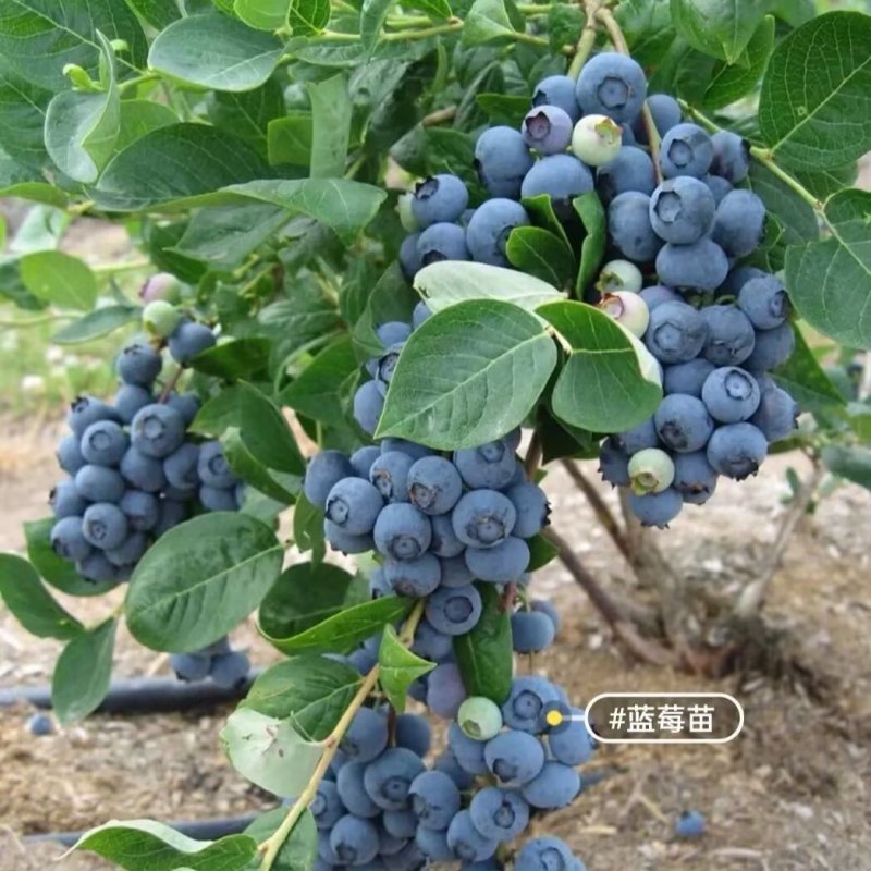 新品种大果蓝莓苗北陆-薄雾-绿宝石品种纯真基地直发