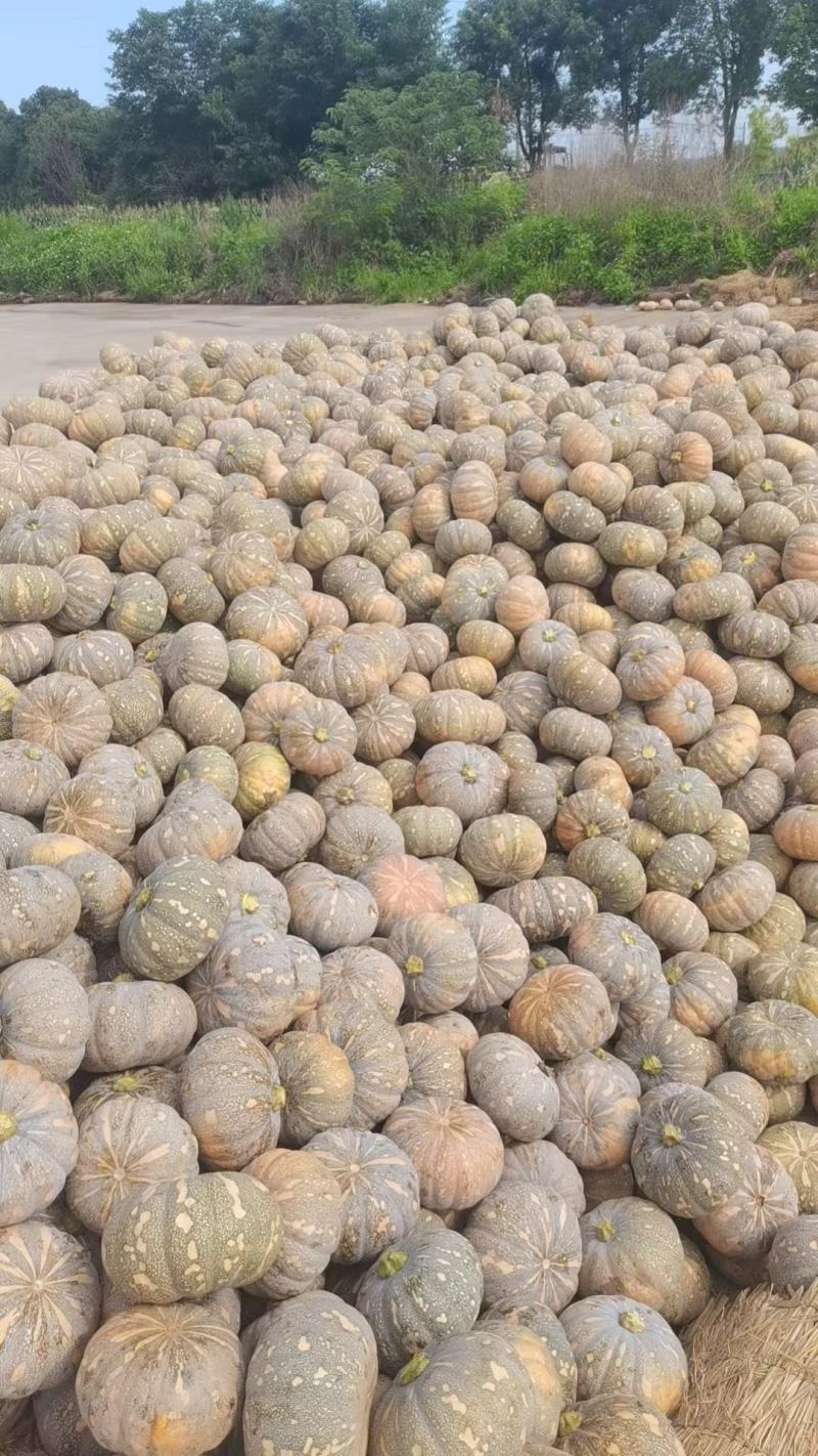 盘龙204南瓜圆磨盘南瓜全黄全粉老南瓜粉糯香甜南瓜