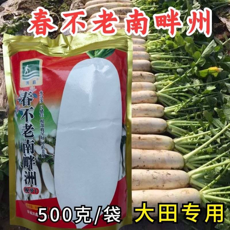 春不老南畔洲晚萝卜种子籽晚熟白玉水果蔬菜九斤王大白萝卜种