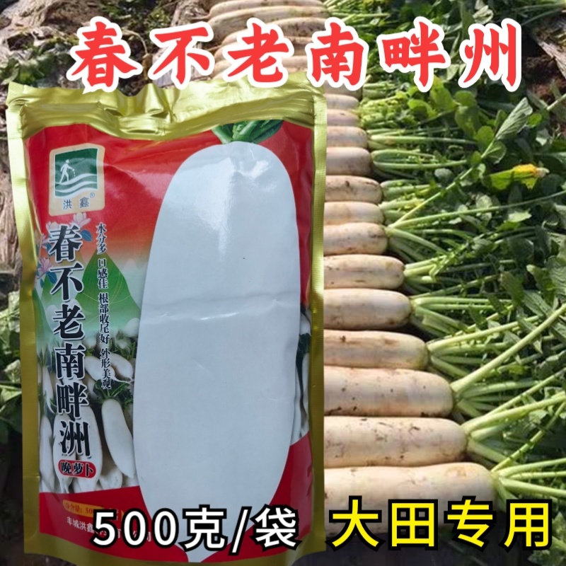 春不老南畔洲晚萝卜种子籽晚熟白玉水果蔬菜九斤王大白萝卜种