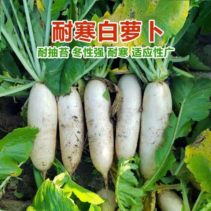 春不老南畔洲晚萝卜种子籽晚熟白玉水果蔬菜九斤王大白萝卜种