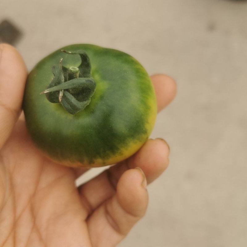 铁皮精彩8大量上市
