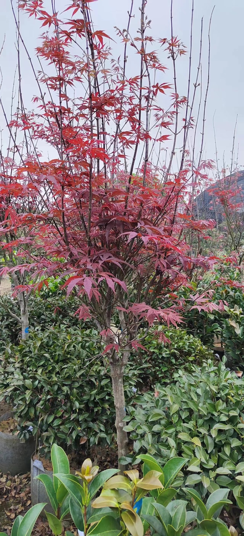 大量红枫3-5分出售。基地现货直销