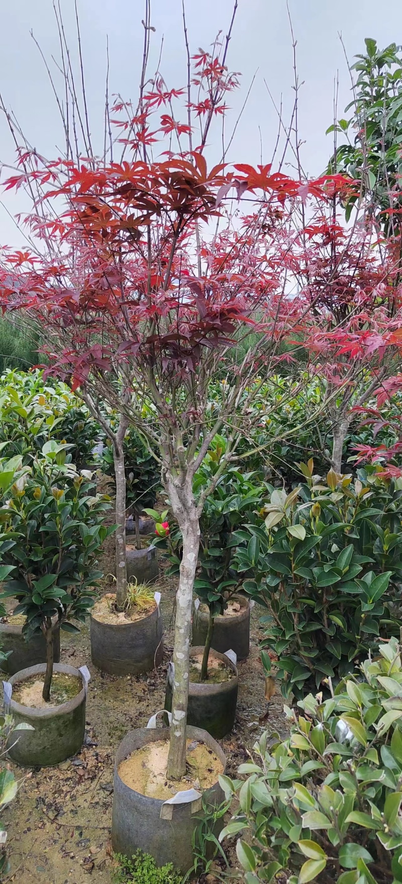 大量红枫3-5分出售。基地现货直销