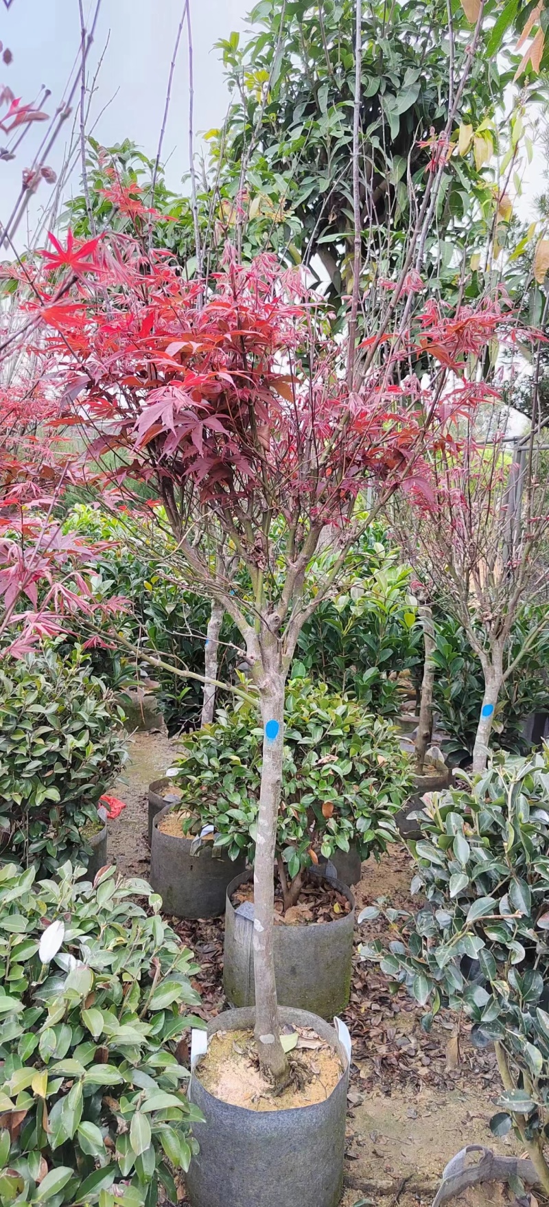 大量红枫3-5分出售。基地现货直销