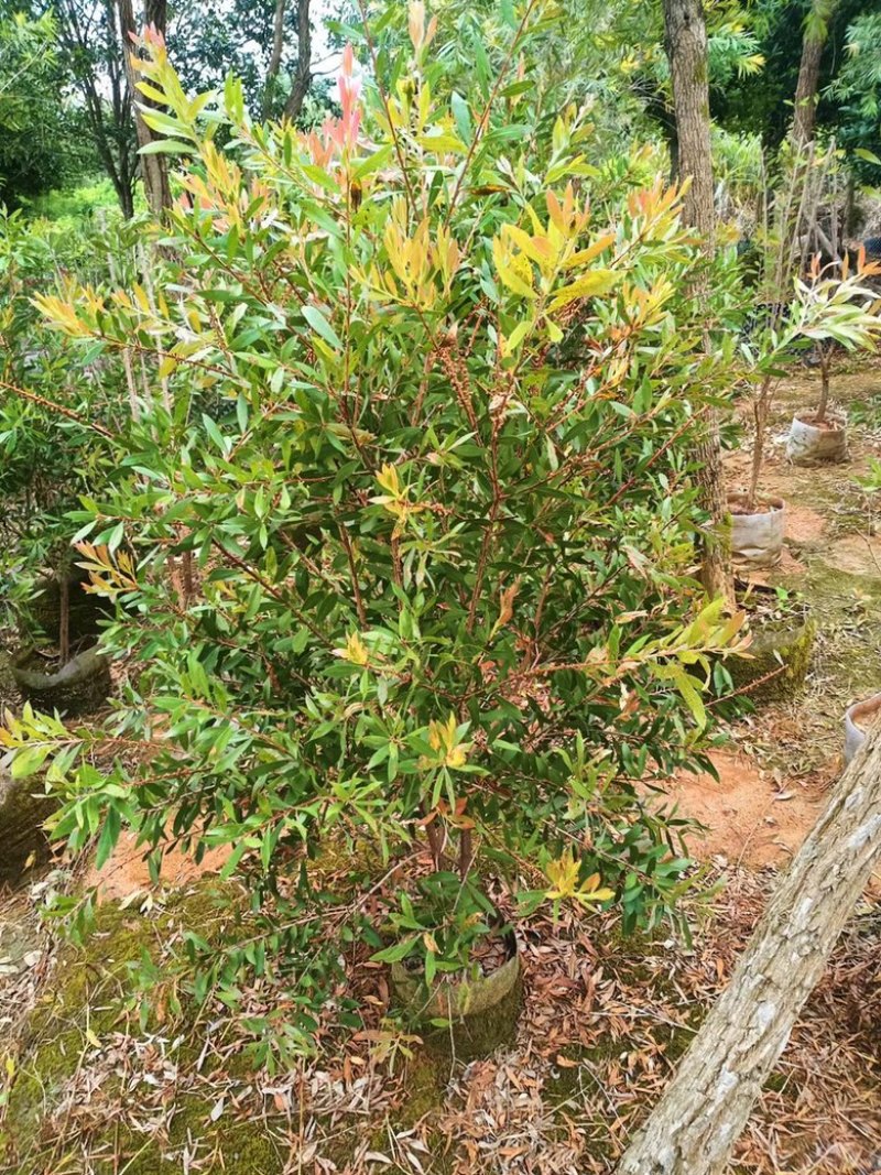 红千层串钱柳