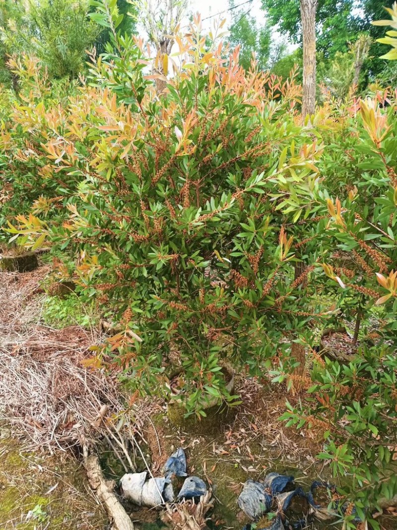 红千层串钱柳