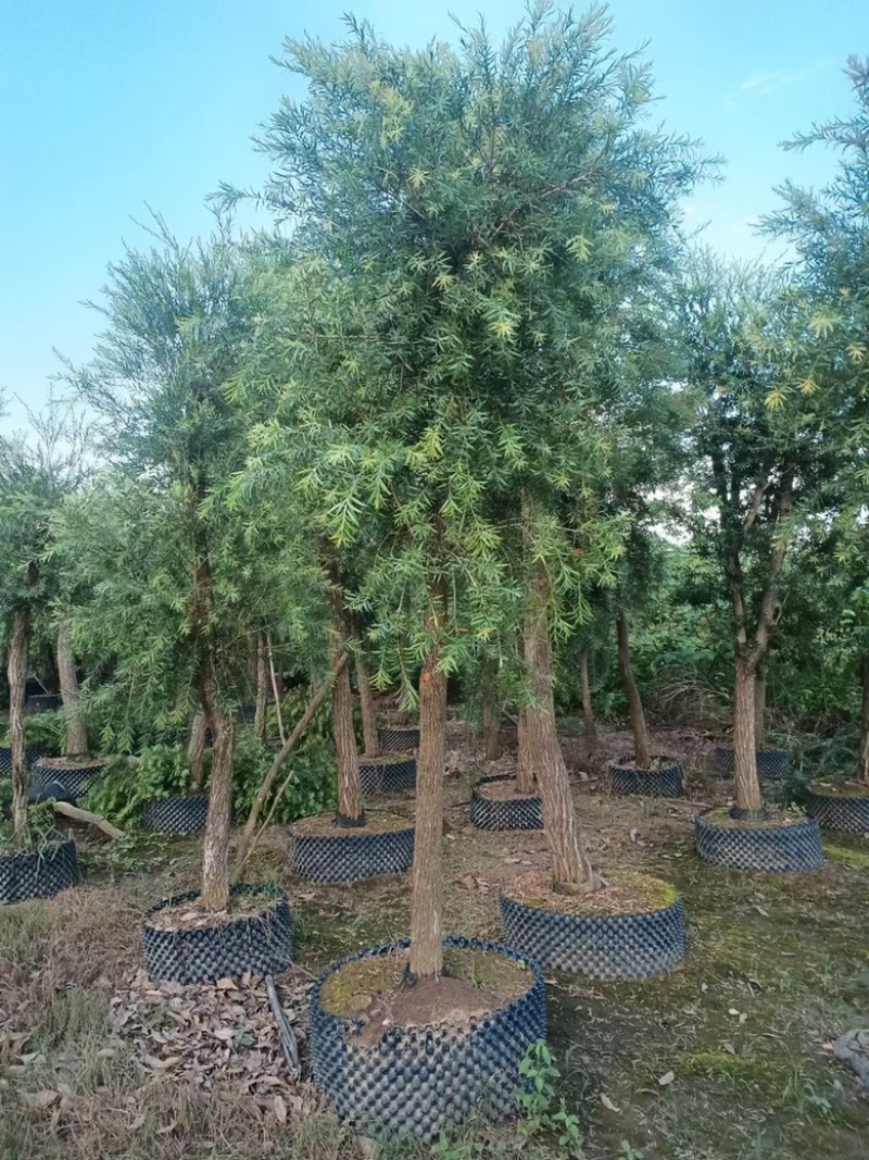 红千层串钱柳