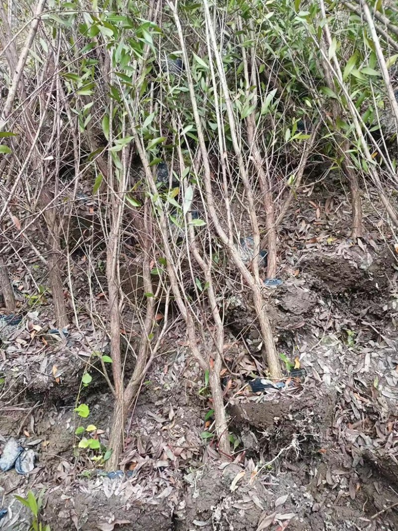 红千层串钱柳