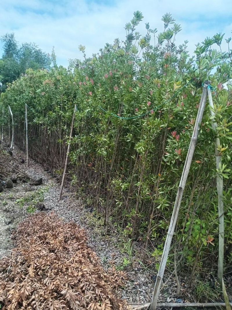 红千层串钱柳