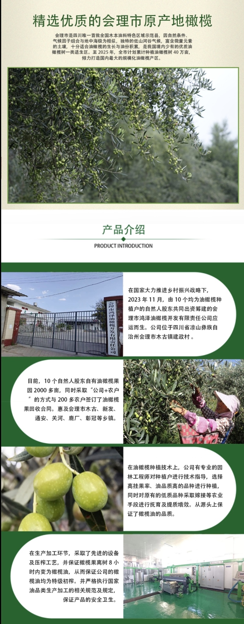自己种植的油橄榄树，自己加工的初榨橄榄油
