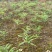 黄精除草剂加助剂精喹禾灵禾阔双除杂草克星不伤苗