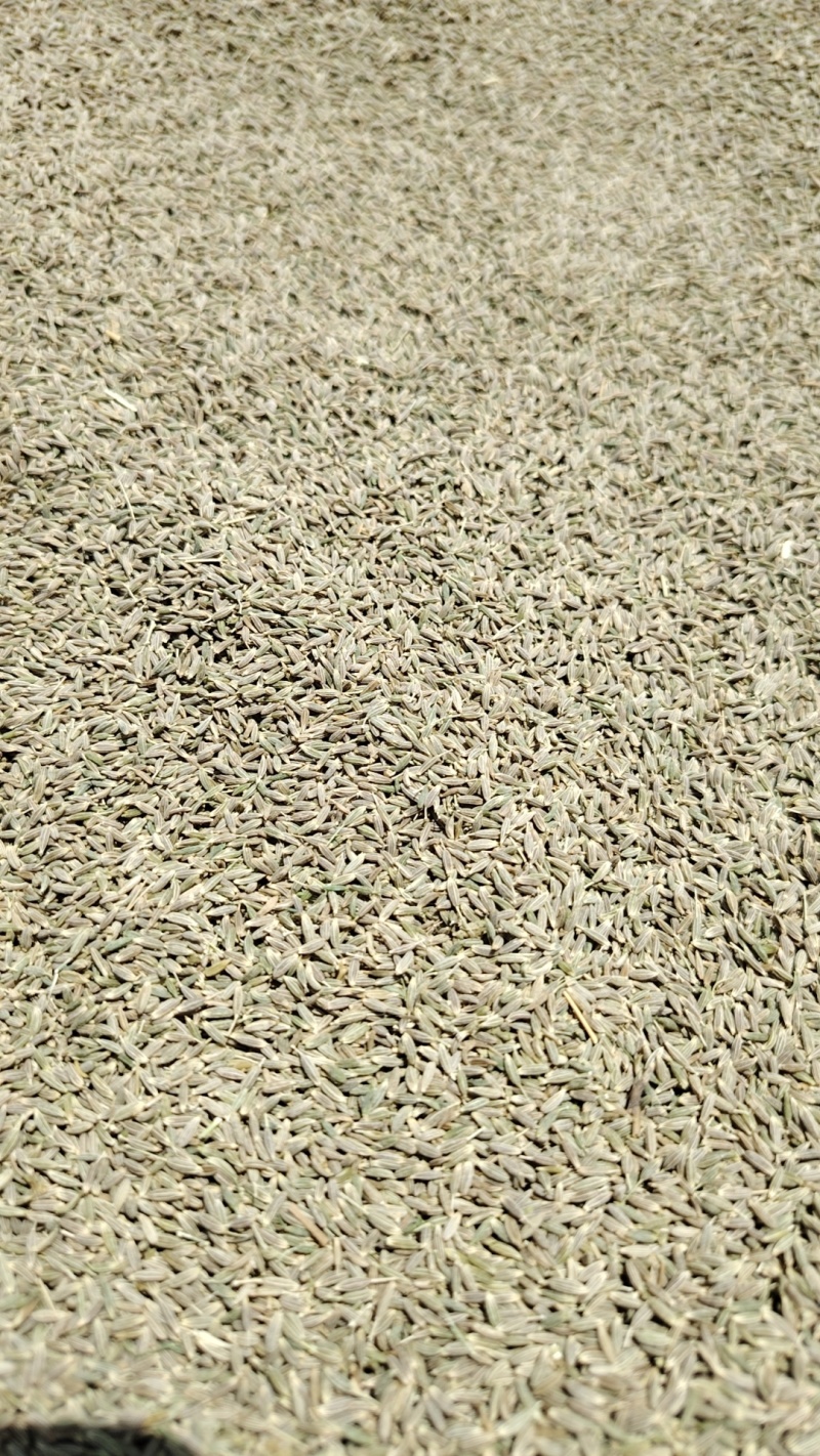【精品】新疆孜然，源头基地一手货源，正宗味道香浓大量供应