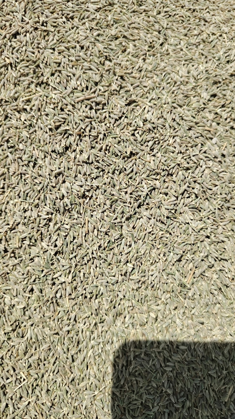 【精品】新疆孜然，源头基地一手货源，正宗味道香浓大量供应
