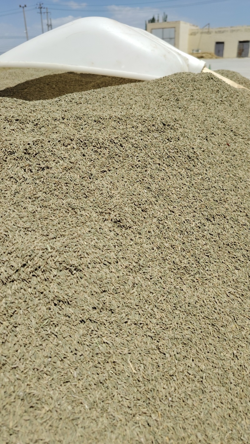 【精品】新疆孜然，源头基地一手货源，正宗味道香浓大量供应