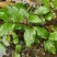虎杖专用除草剂禾阔双除虎杖苗后专用除草剂除草效果好见效快