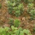 虎杖专用除草剂禾阔双除虎杖苗后专用除草剂除草效果好见效快
