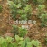 虎杖专用除草剂禾阔双除虎杖苗后专用除草剂除草效果好见效快