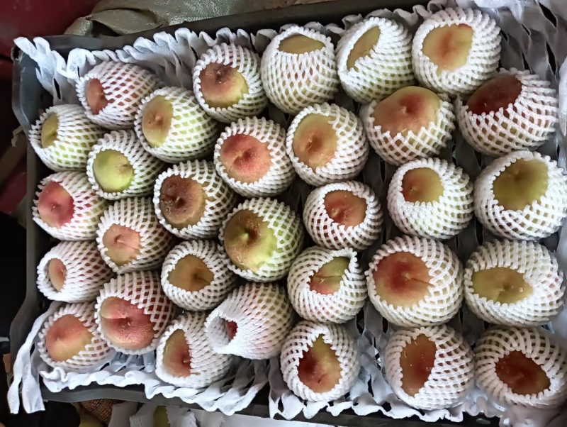 精品桃子突围毛桃货源充足量大从优质量保证欢迎咨询