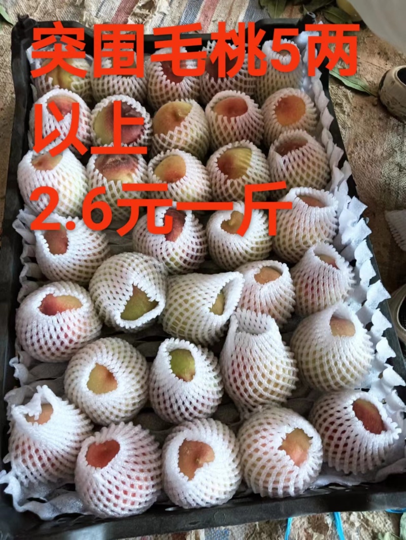 精品桃子突围毛桃货源充足量大从优质量保证欢迎咨询