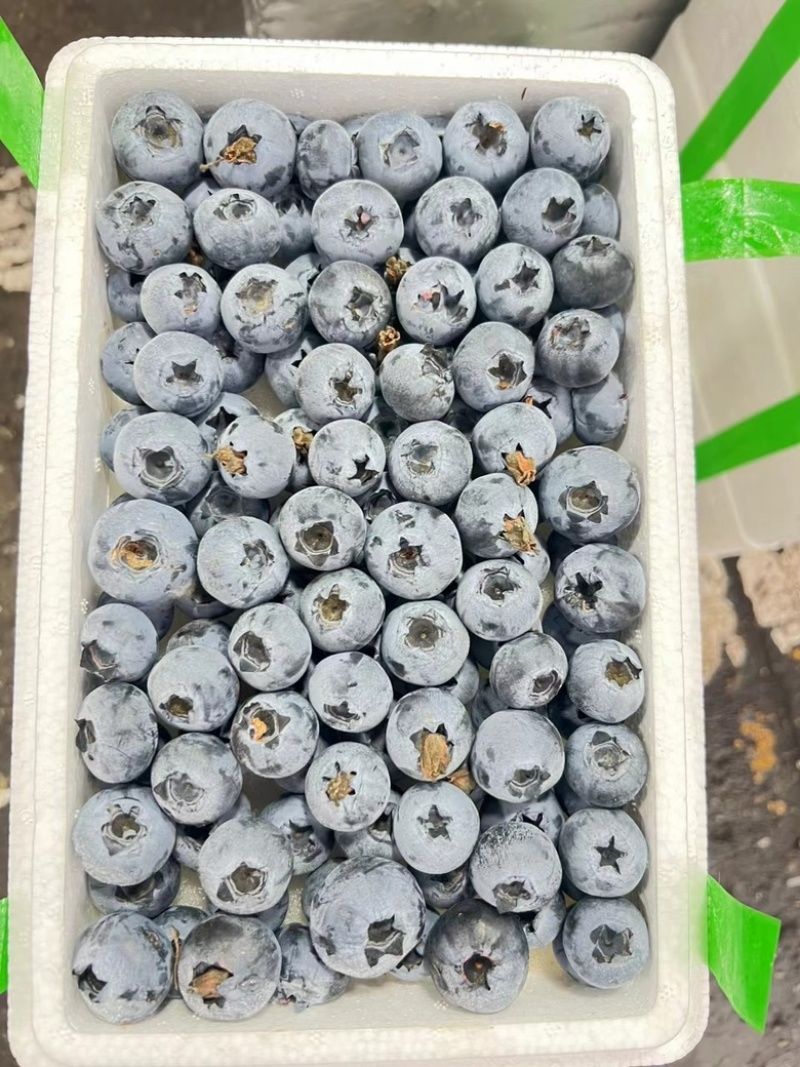高品质蓝莓18+的一盒一斤。大量基地货上市