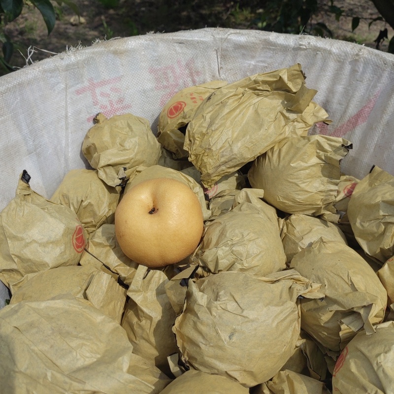 东坡区圆黄梨即将上市，个头大，味道甜细嫩画渣