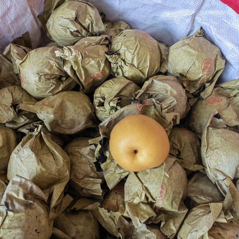 东坡区圆黄梨即将上市，个头大，味道甜细嫩画渣