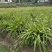白芨苗，白花，五毛一颗