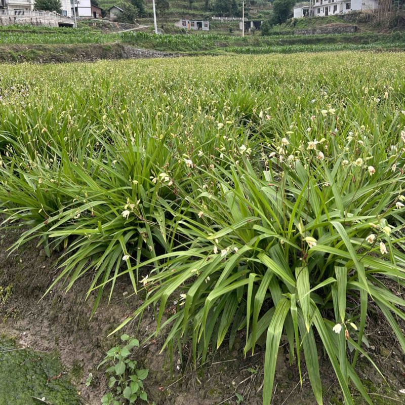 白芨苗，白花，五毛一颗