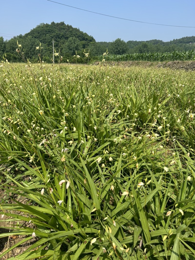 白芨苗，白花，五毛一颗