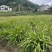 白芨苗，白花，五毛一颗