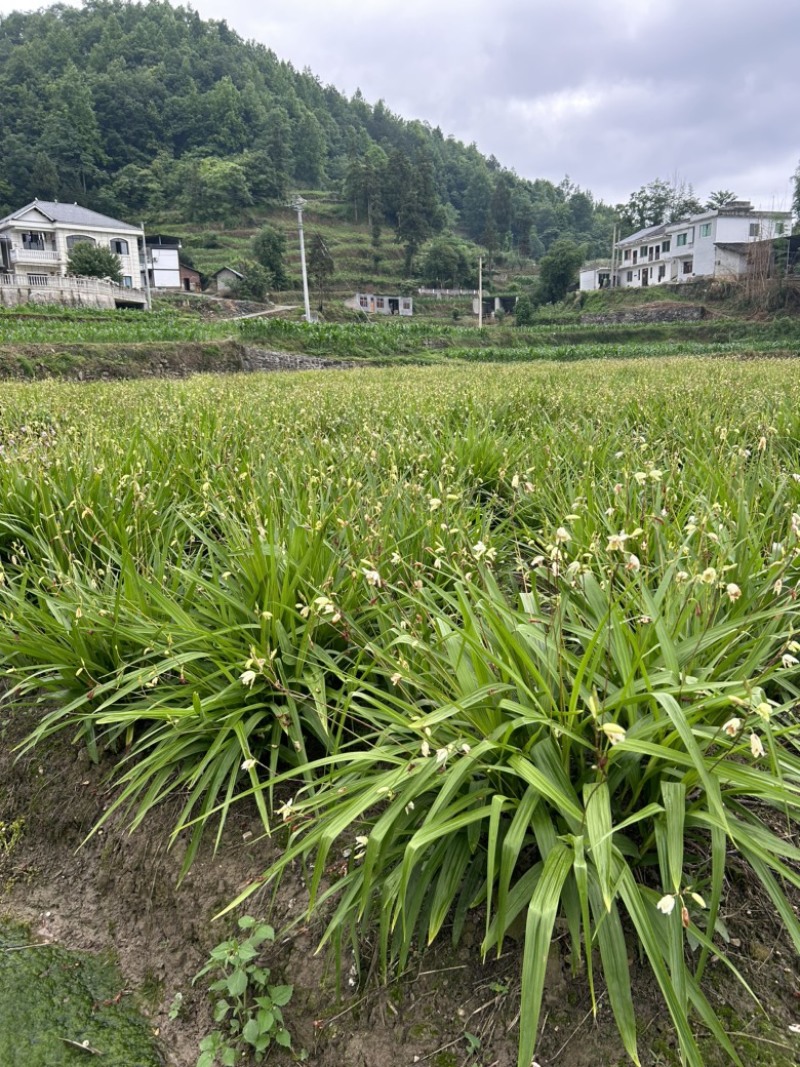 白芨苗，白花，五毛一颗