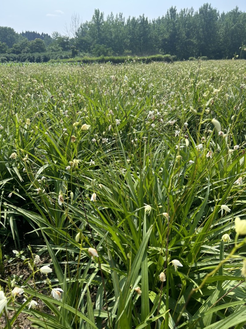 白芨苗，白花，五毛一颗