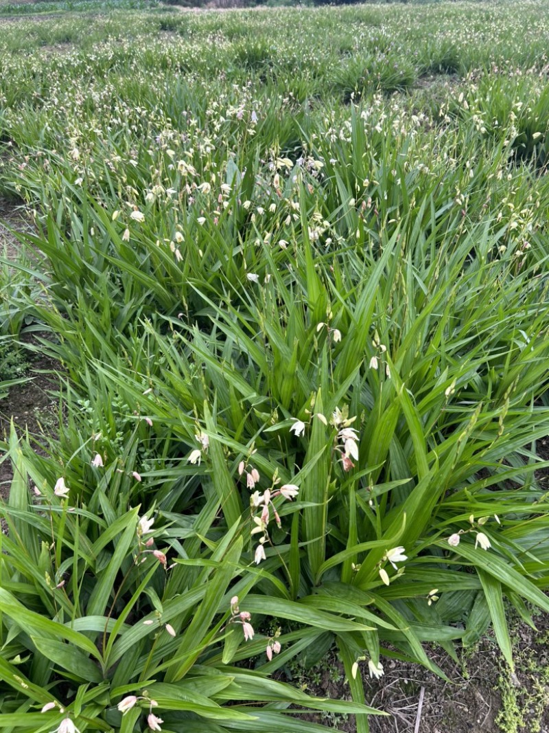 白芨苗，白花，五毛一颗