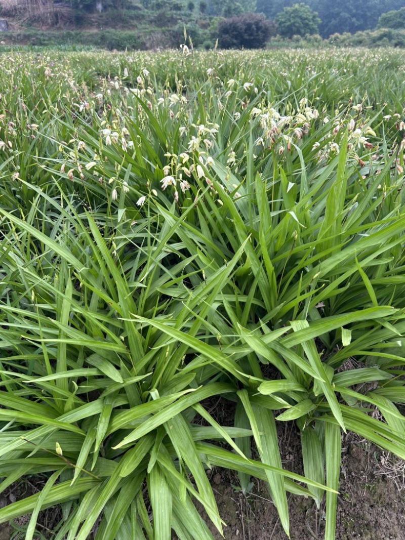 白芨苗，白花，五毛一颗