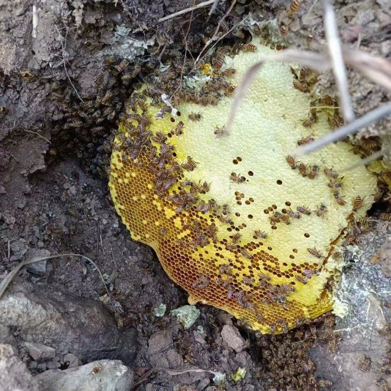 精品蜂蜜野蜂蜜货源充足量大从优质量不对接电商