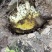 精品蜂蜜野蜂蜜货源充足量大从优质量不对接电商