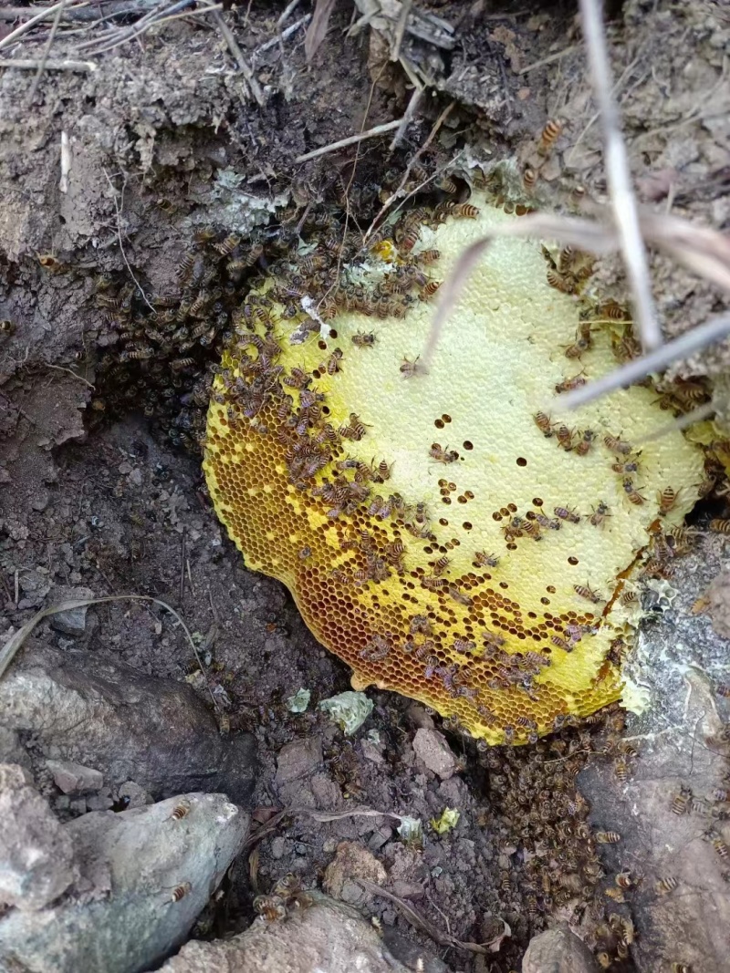 精品蜂蜜野蜂蜜货源充足量大从优质量不对接电商