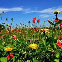野花组合种子四季可种的花种子多年生花卉种子波斯菊百日草花