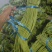 【产地直供】湖北豇长豆角青条豆角可提供分拣打冷精挑选等！