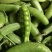 豌豆米青豌豆米长寿仁豌豆甜脆豌豆大量上市一件代发