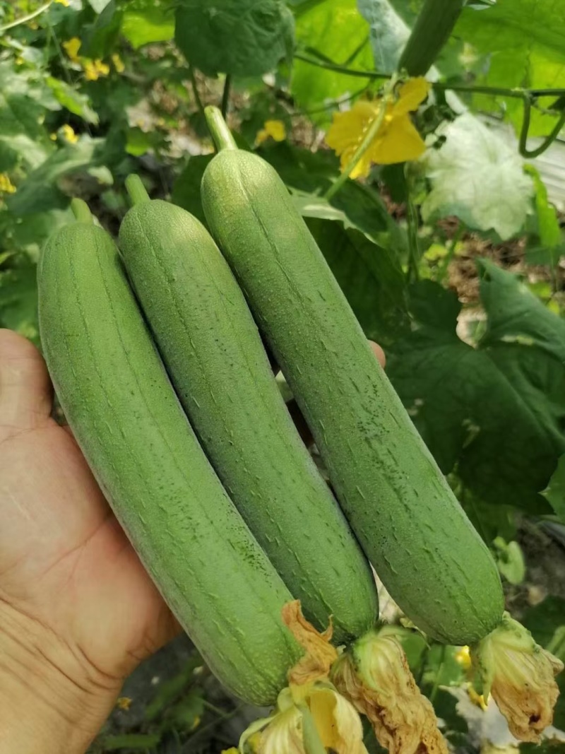 香丝瓜油皮丝瓜