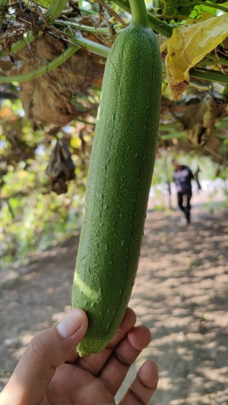 香丝瓜油皮丝瓜