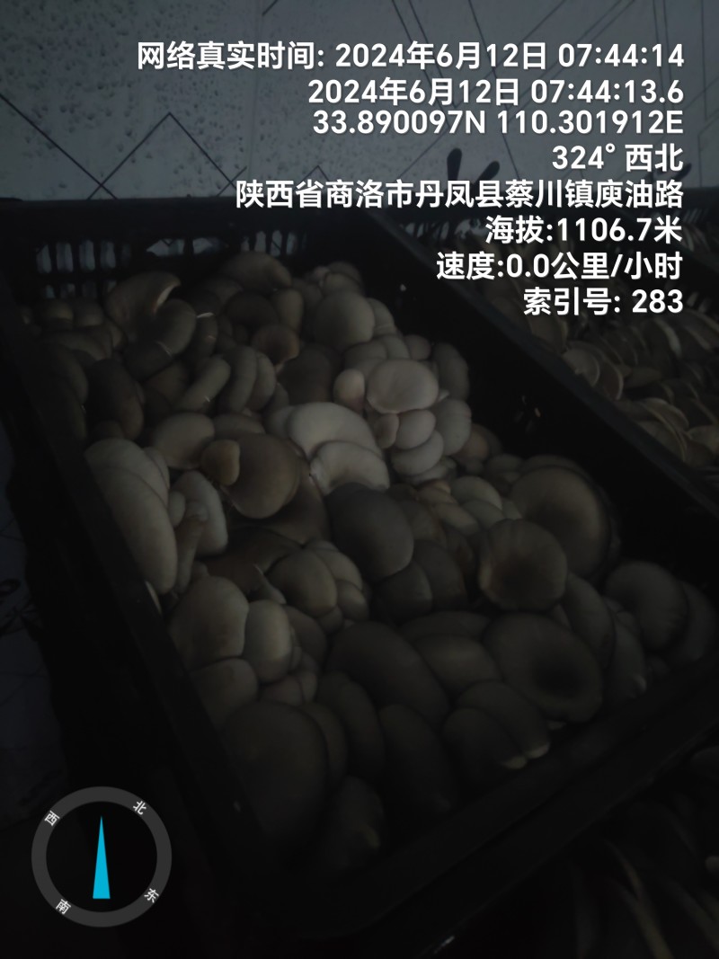 反季节平菇大量上市，，，，