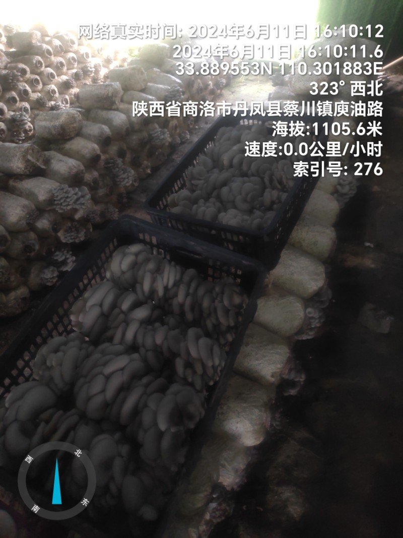 反季节平菇大量上市，，，，