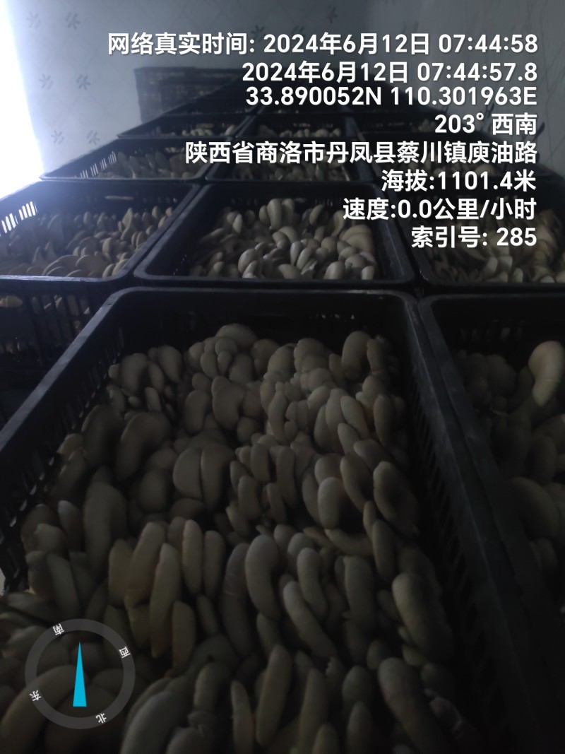 反季节平菇大量上市，，，，