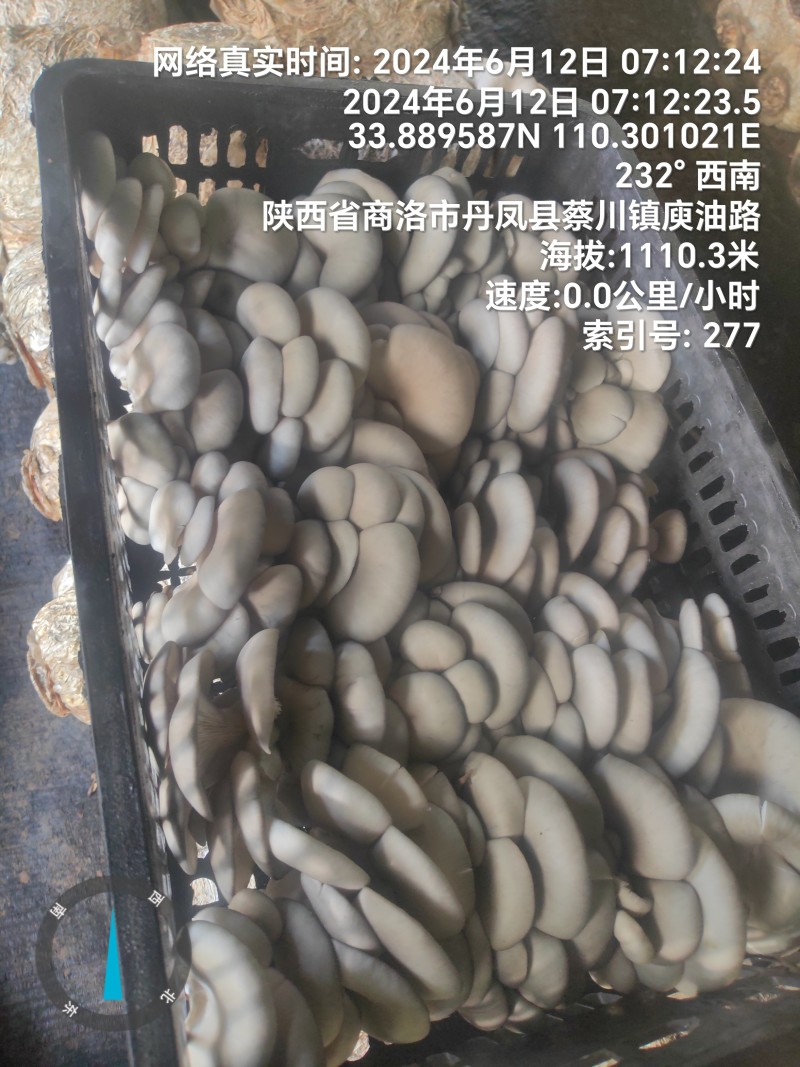 反季节平菇大量上市，，，，